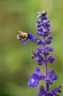 White-tailed bumblebee,