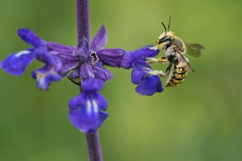 European wool carder bee,