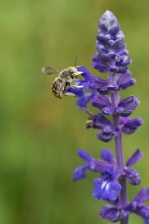 European wool carder bee,
