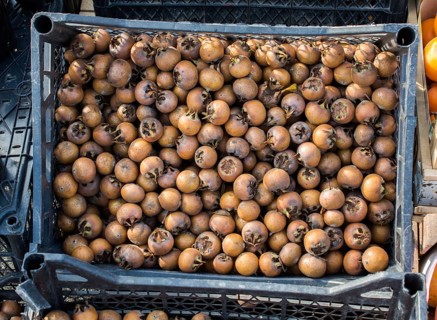 Freshly picked up ripe medlar,