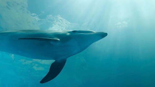 Young bottlenose dolphin swim under surface of the blue water in sunrayse. Black sea, Ukraine