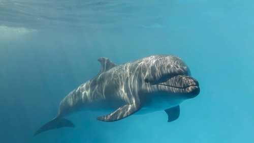 Young curious bottlenose dolphin looks at in the camera and smiles. Dolphin Selfie. Close up. Black sea, Ukraine