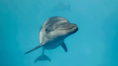 Young curious bottlenose dolphin looks at in the camera and smiles. Dolphin Selfie. Close up. Black sea, Ukraine