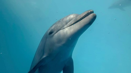 Young curious bottlenose dolphin looks at in the camera and smiles open-mouthed. Dolphin selfies. close up. Black sea, Ukraine