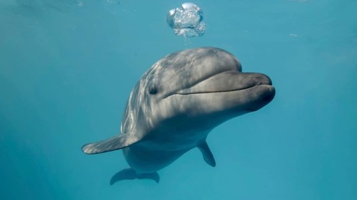 Young curious bottlenose dolphin looks at in camera and smiles blowing air bubbles. Dolphin Selfie, Close-up. Black sea