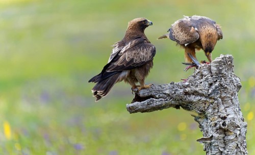 Booted Eagle,