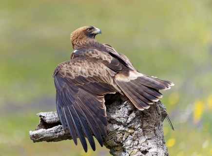 Booted eagle,