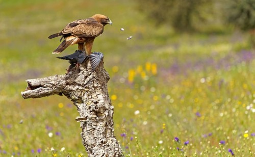 Booted eagle,