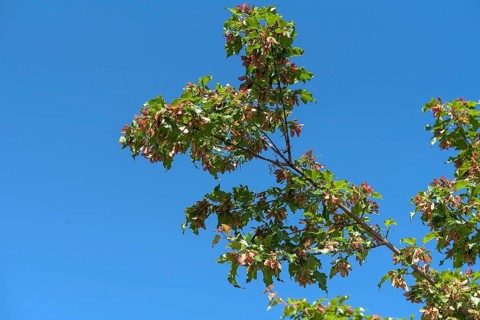 Seed on maple,