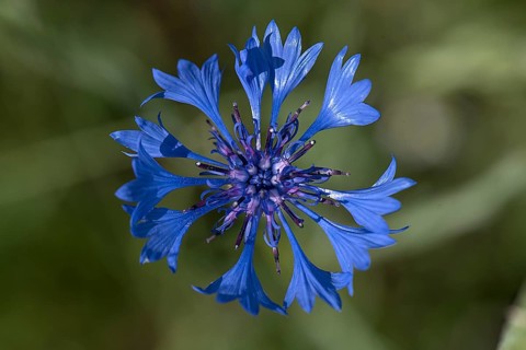 Flower of a cornflower,