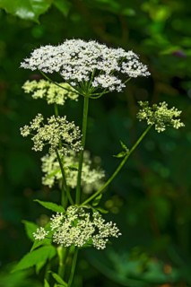 Common ground elder,