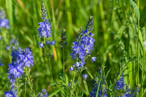 Austrian broadleaf speedwell,