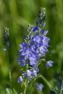Austrian broadleaf speedwell,