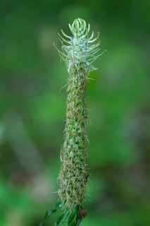 Withered spiked rampion,