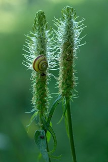 Snail on a withered spike of spiked rampion,