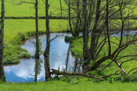 Black alders,