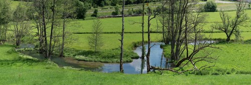 Black alders,