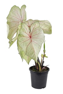 Potted 'Caladium White Queen' houseplant with white leaves and pink veins on white background,