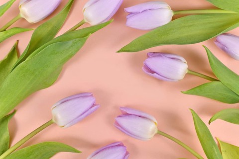 Violet tulip spring flowers on peach colored background,