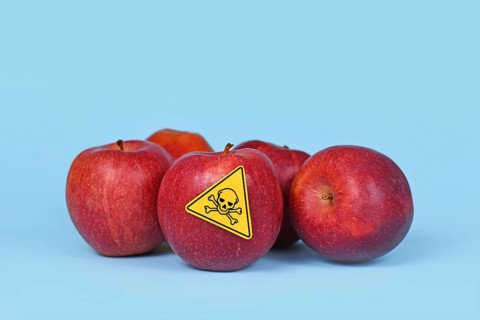Red apples with poison skull symbol sticker on blue background. Concept of pesticide residues in agricultural food,