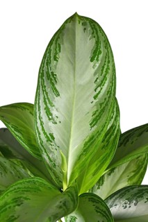 Leaf of tropical 'Aglaonema Silver Bay' houseplant with silver pattern on white background,