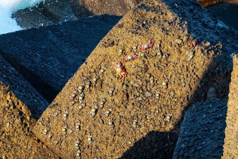 Crabs on a rock, Puerto de la Cruz