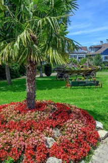 Floral rondel with palm tree and busy lily,