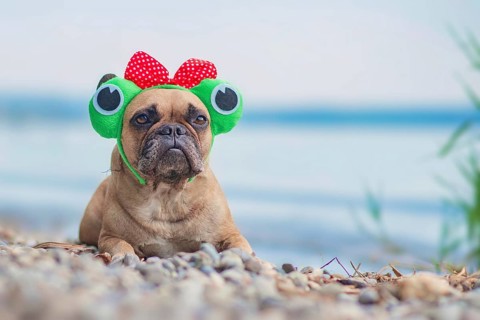 French Bulldog dog wearing funny frog costume headband with ribbon and big eyes lying in front of lake,