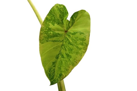 Leaf of Caladium frog, white background