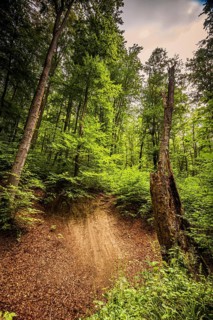 Mixed forest in Thuringia above Jena, Jena
