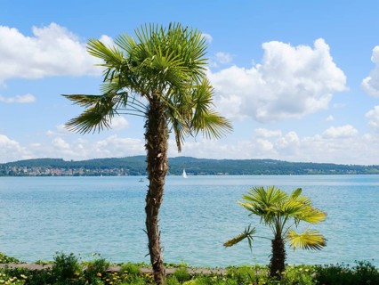 Palm trees on the shore of Lake Constance, Mainau Island