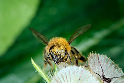 A honey bee,