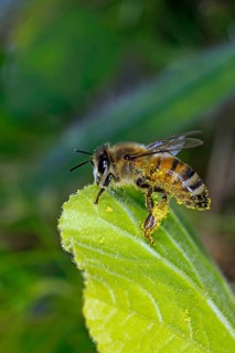 A honey bee,