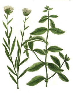 Aparine major, Burdock ragwort and Aphyllantes globularis