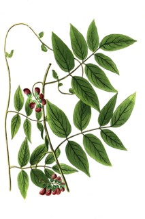 Apios americana ischas, Earth pear