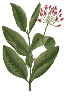 Apocynum, flowers of Apocynum androsaemifolium