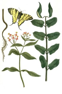 Venetian dogbane, Apocynum venetum