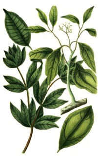 Camphor tree, and incense tree