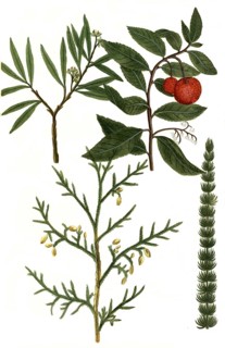 A. Arbor Africana vesicara. b. Arbor vitae, Arbore de parady Madre. Tree of life. c. Arbuscula
