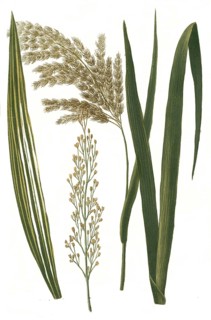 Arundo common reed,