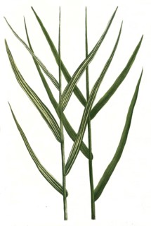 Arundo pratensis and Arundo pratensis variegata, Historic