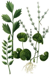 Asa foetidia, Devil's Dirt and Asa foetida frutex