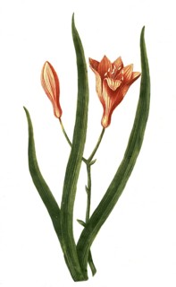 Asphodelus liliaceus flore luteo, plant from a genus of plants in the subfamily Affodilidae