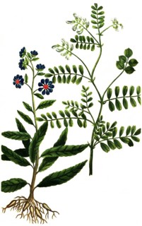 Asteroides americana nodosa milkvetch,