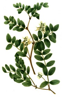 Glaux vulgaris, and Astragalus luteus perennis