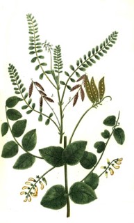 Sylvestris major and Astragalus anuus peregrinus vel sera leguminosa, plant genus in the milkvetch