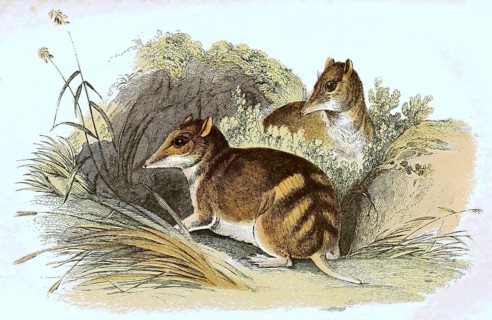 Eastern barred bandicoot,