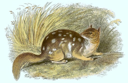 Speckled dasyure,