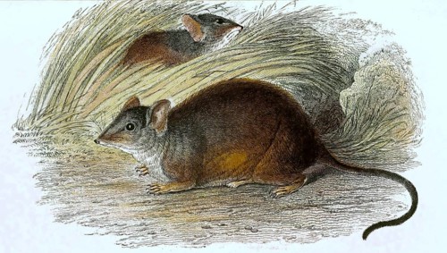 Cape hamster rat, Saccostomus campestris