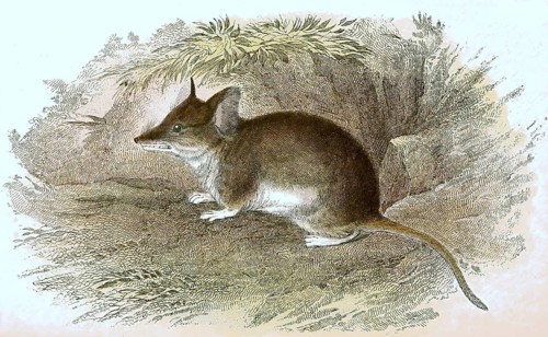 Cape hamster rat, Saccostomus campestris